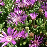 Drosanthemum hispidum DD   ÉPUISÉ - OUT of STOCK - AGOTADO